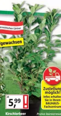 kirschlorbeer portugiesisch schneiden Portugiesischer Kirschlorbeer - Prunus lusitanica main image 0